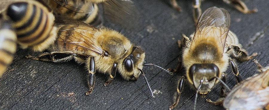 Getting Rid of Bees in Dorset TP Pest Control Services