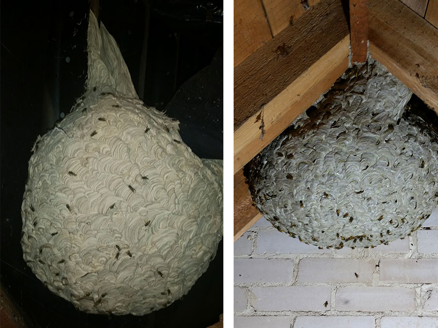 Wasp Nests